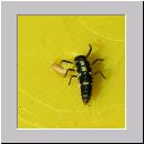 Marienkaeferlarve - Propylea quatuordecimpunctata 03.jpg